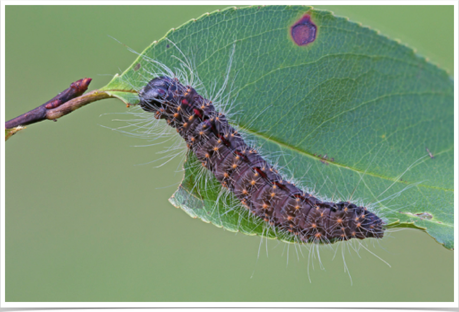 Acronicta hasta
Cherry Dagger (final instar)
Jefferson County, Alabama